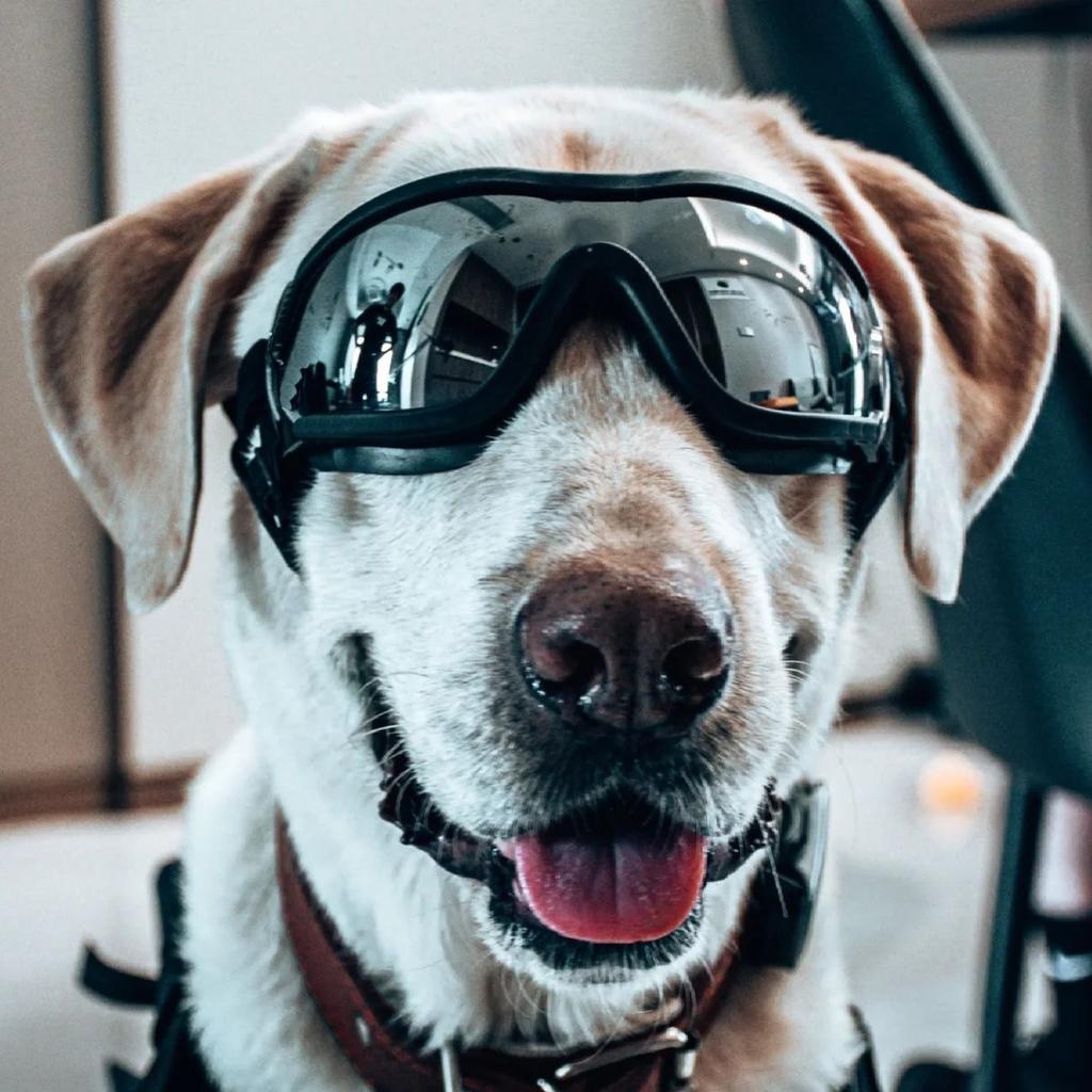 Pet Sunglasses Windproof for Teddy, French Bulldog, Corgi, Small Dogs, Dog Windproof Goggles