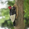 Woodpecke Sculpture Outdoor Bird Statue Resin Hanging Bird Figurines Outdoor Trees Huggers Decors for Lawn Ornament