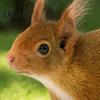 Garden Ornaments for Outdoor Spaces Realistic Squirrel Stake, 2D Flat Acrylic Yard Art Stakes Lawn Cute Ornament Patio Pathway Decoration Vivid Shape