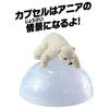 Takara Tomy Ania Polar Bear Animal Dinosaur Toy for Ages 3 and Up AC-10 (Children's)
