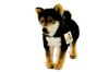 Shiba Inu 28cm Dog Plush Toy (Black, Tachi)