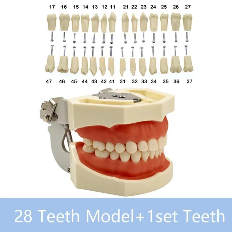 32 zobi zobārstniecības mācību modelis, mīkstas