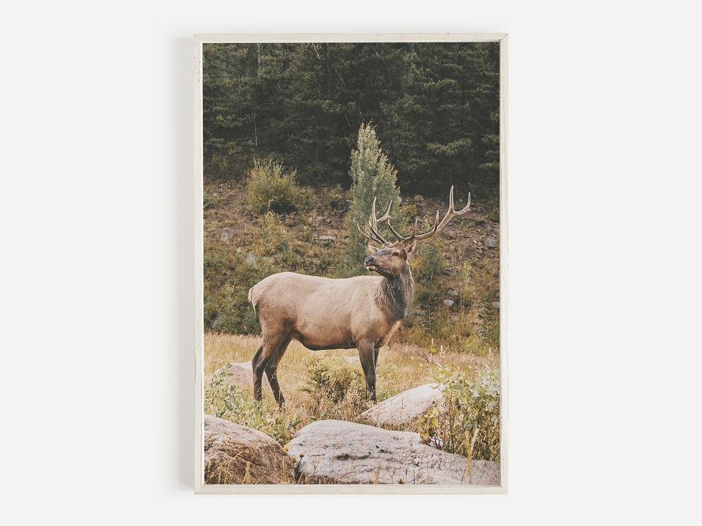 Wildlife Wall Art Western Country Rustic Print Buffalo Bull Elk Cowboy Horse Yellowstone Bison Canvas Painting Home Decor
