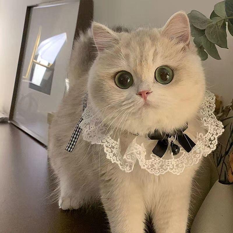Dog Saliva Wipes, Pet Scarves, Large, Medium and Small Dog Bibs for Cats, Pet Accessories, Necklaces, Collars, Ringbells, Bow Ties