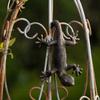 Hanging Decor Dog Climbing Garden Statue Dog Garden Figurine  Flower Pot