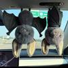 Creative Hanging Upside Down Bat Plush Toy Pendant - Halloween Gift
