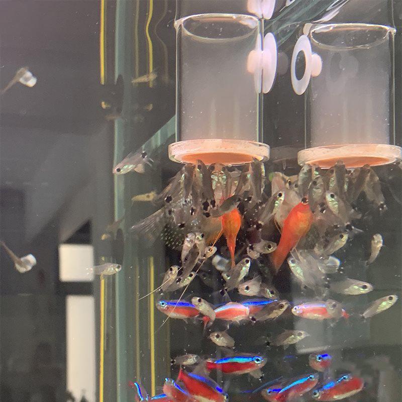 Durable Fish Tank Feeder Aquarium Fish Feeding Ring Transparent Floating Fixed Fish Feeder Feeding Ring Feeding Esophagus