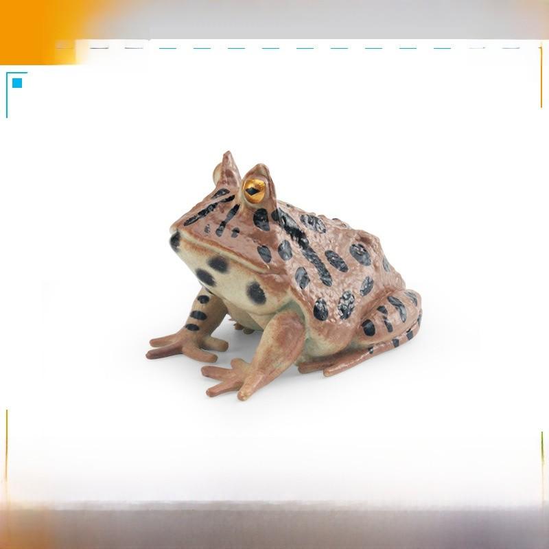 Wildlife Pvc Animal Models With Realistic Frog Collection For Children Educational Decor