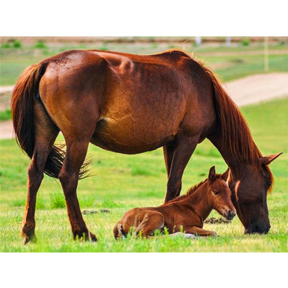 Diamant Kunstmaleri Dyre Katt Bilder Av Rhinestones Diamantbroderi Salg Hest Full Mosaikk Dekor For Hjem