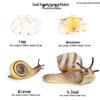 Children's Cognitive Toys: Frog Tadpole Growth Cycle Models