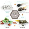 Simulation Of Red-Eyed Frog Horned Frog Triangular Dead-Leaf Frog Growth Cycle Static Model Frog Growth Process Ornament