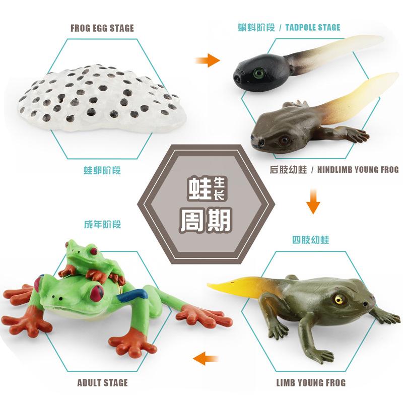 Simulation Of Red-Eyed Frog Horned Frog Triangular Dead-Leaf Frog Growth Cycle Static Model Frog Growth Process Ornament