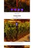 Waterproof Outdoor Solar Mosquito & Insect Killer Lamp for Garden & Courtyard