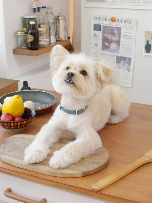 

MAISON DE MIU Square Pearl Collar_Indian Blue Indian Blue