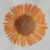 12 Pcs Dried Pressed Flowers DIY Art Craft Photography Props for Phone Case