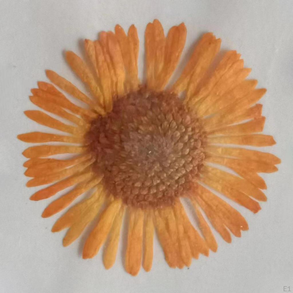 12 Pcs Dried Pressed Flowers DIY Art Craft Photography Props for Phone Case
