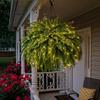 Artificial Potted Ferns with LED Lights Pre-Lit Warm Lights, UV Resistant Faux Hanging Plants for Evergreen Simulated Foliage Outdoor Patio