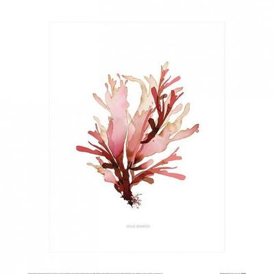 Sommer-Thornton-Dulse-Algen-Poster