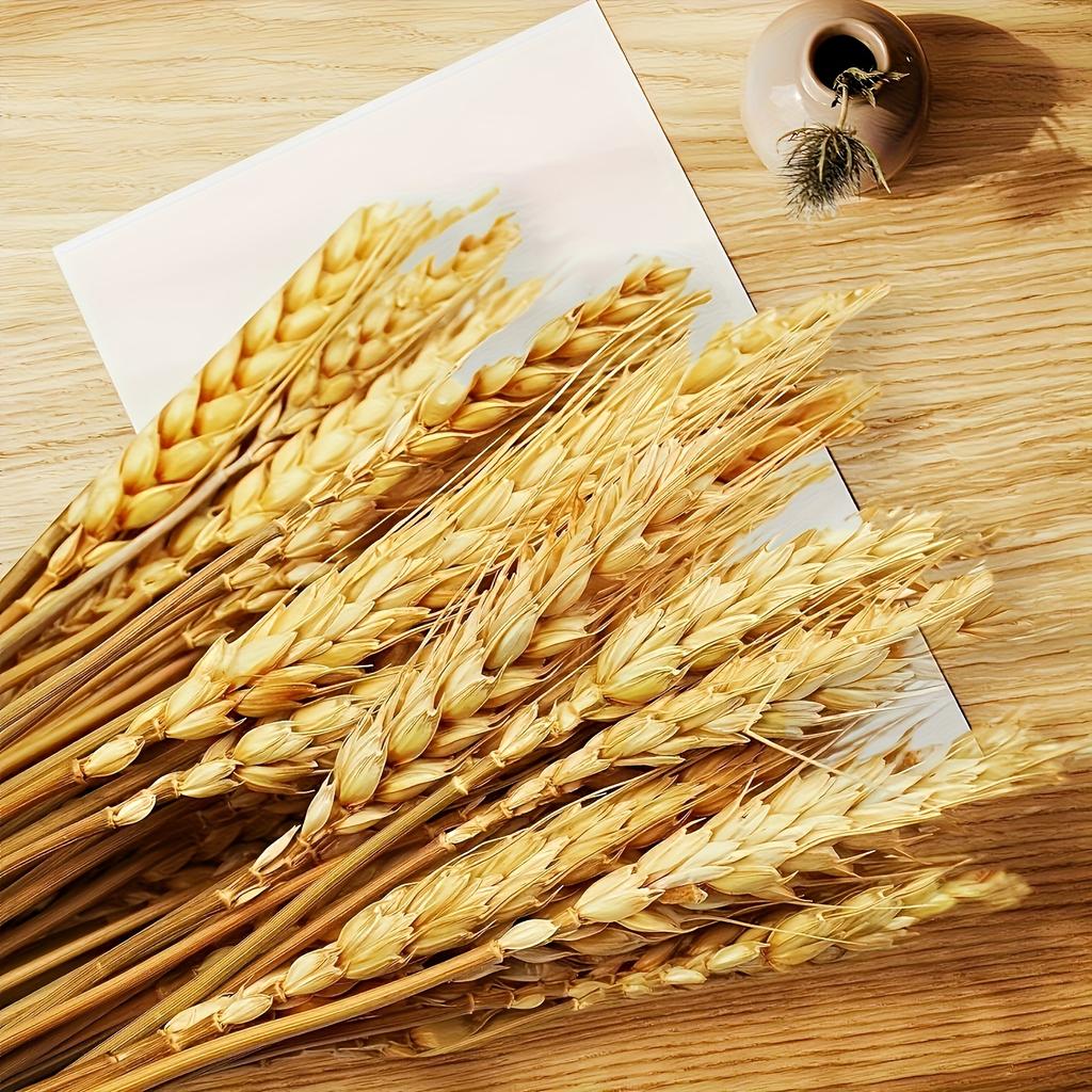 Set of 50 Premium Natural Dried Wheat Flowers for Decoration, Perfect for DIY Floral Arrangements, Ideal for Farmhouse Decor, Centerpiece for Tables