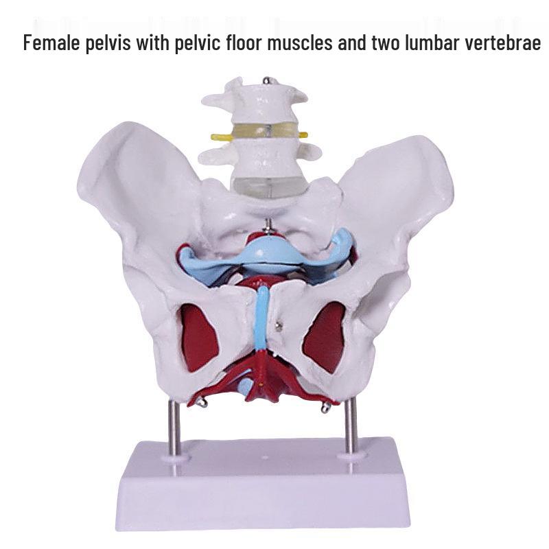 Female Pelvis and Pelvic Floor Model for Midwifery and Childbirth Education