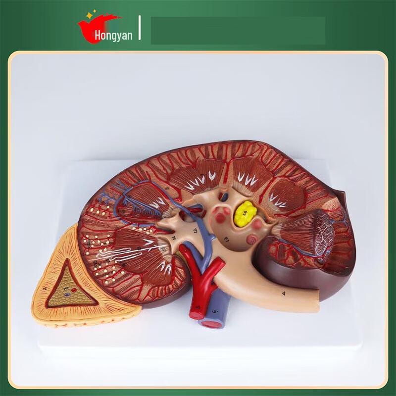 Анатомическая модель почки человека с 3-кратным увеличением