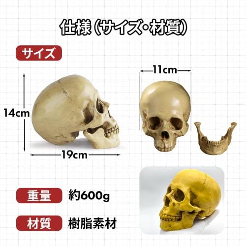 GlowBit Skeleton Toy Figurine, Halloween Skeleton, Horror Decor, Realistic Human Anatomy Model, Skull Drawing Model, Skull Object, Ornament