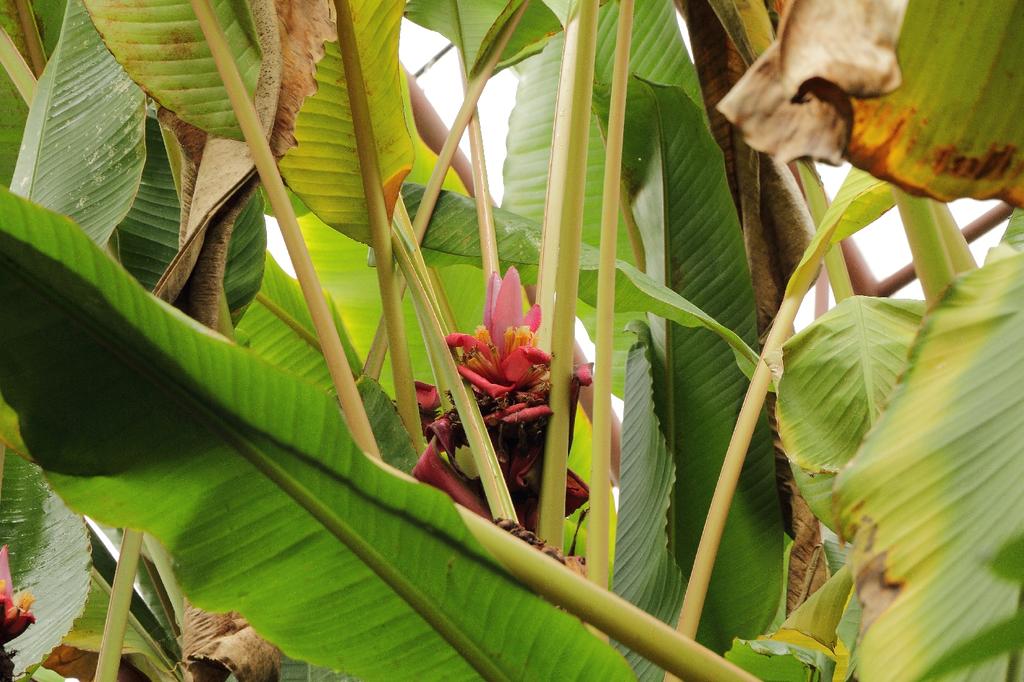 SAFLAX Gift Set - Pink Velvet Banana - 8 Seeds - With Gift Box, Card, Label and Potting Substrate - Musa Velutina