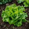 200 Spring Lettuce Seeds - Semi-Wild Permaculture