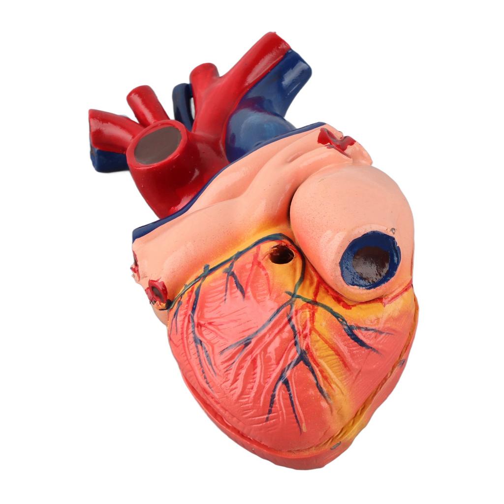 Life Size Anatomical Human Heart Model for Middle and High School Biology Teaching Tool