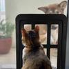 Enjoying Dog Door for Screen Door, Black, 11"x13" Opening, Doggie Door for Sliding Door, Screen Door with Pet Door Built in, Magnetic Swing Flap,