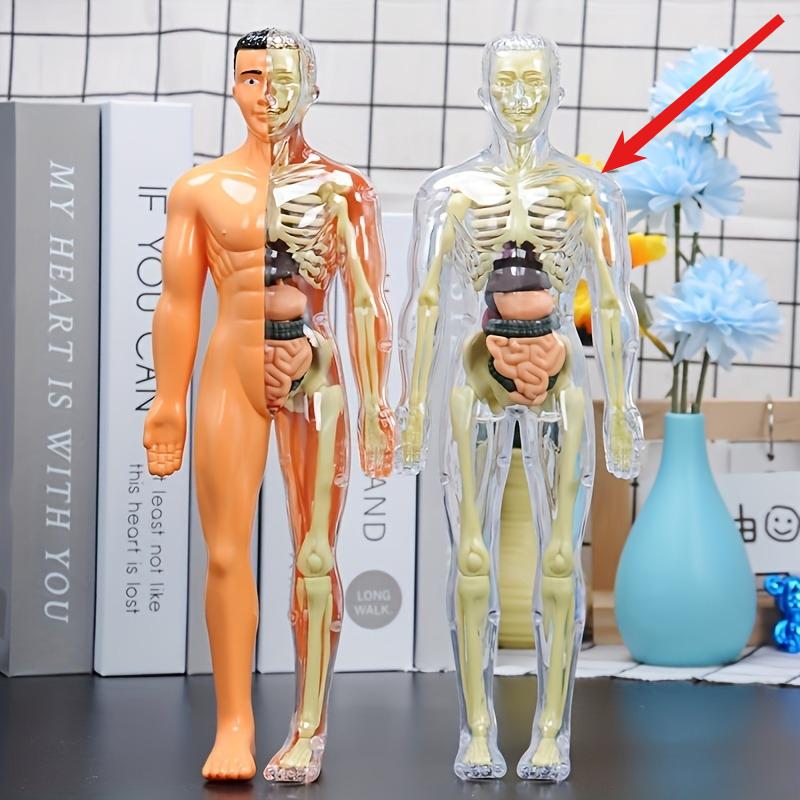

1Pc Human Anatomy Model Set - Removable Skeleton and Full Torso -Skeleton Model Kit with Removable Organs прозрачный