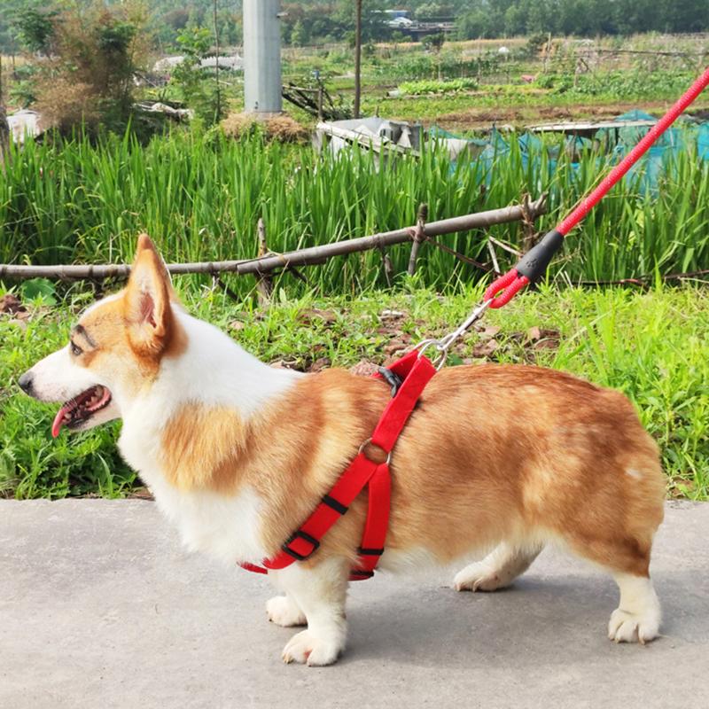 Lightweight Premium Rope Will Not Hurt Your Arm from Your Canine Buddy Pulling Too Hard.