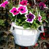 Plastic Hanging Water Catcher Tray for Round Hanging Baskets Plant Pot Clear Drip Pan Saucers with Built-in Hooks  8/10/12Inch