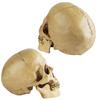 CHASO Skull Decor Halloween Horror Skull Realistic Figure Cosplay Figurine Skeleton Prank Human Skull Model Haunted House Skull Life-Size