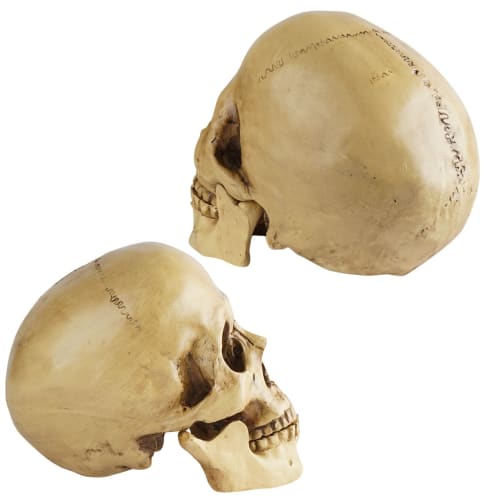 CHASO Skull Decor Halloween Horror Skull Realistic Figure Cosplay Figurine Skeleton Prank Human Skull Model Haunted House Skull Life-Size