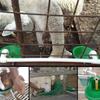 Plastic Livestock Drinker Float Control Water Trough Auto Drinker Sheep Waterer  Barn Equipment