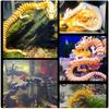 3D Printed Chinese Dragon Shenlong Crafts Ornamentstoy Joint Movable Dragon Model Home Office Decoration Decor La Pasqua Gifts
