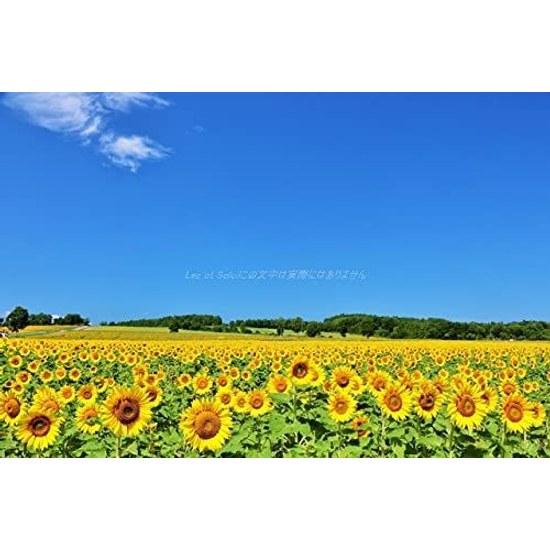 Japanese Landscape Postcard Hokkaido Summer Blue Sky Blooming Sunflower Field Souvenir Photography Yoshio Iwasawa