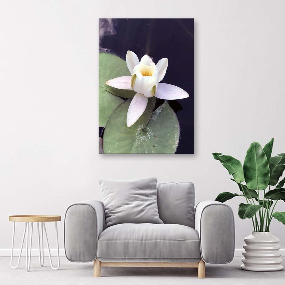 Lerret Water Lily Flowers Nature