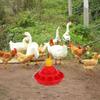 Poultry Water Automatic Chicken Farming Tool Red Holder Durable Plastic Poultry Feeder Easy Clean Pet Supplies Chick Feeder
