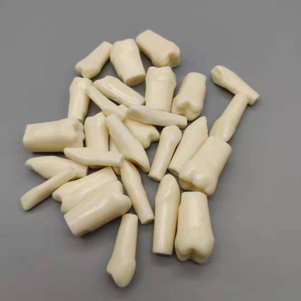 28-Teeth Full Mouth Student Practice Set for Exams - Extracted Root Canal Model with Free Shipping