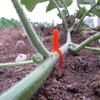 200 Pcs Climbing Wall Plastic Clips Gardening Vine Forks Fixing Fasteners Reusable Plants Pp Stolons Fastening Clamps Fixator