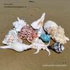 Large Conch Seashell Ornament for Wall Decor, Aquarium Aquascaping, and Sea Sound Collection