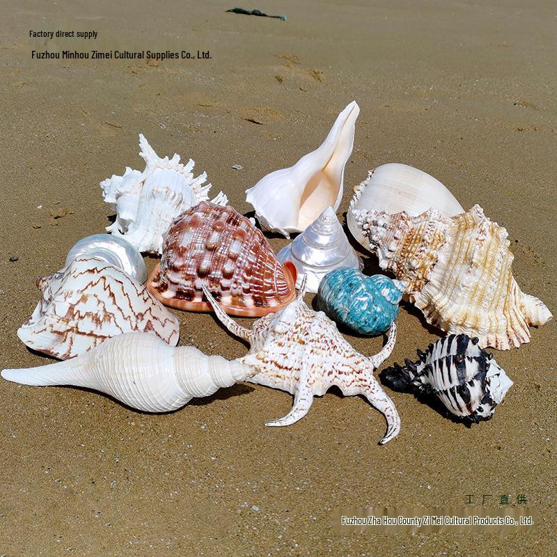 Large Conch Seashell Ornament for Wall Decor, Aquarium Aquascaping, and Sea Sound Collection