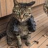 2Pcs Cat Muscle Arm 3D Printed Funny Cat Neck Arm with Muscle Superhero Cosplay Costume Funny Pet Photography Props Birthday Party Supplies
