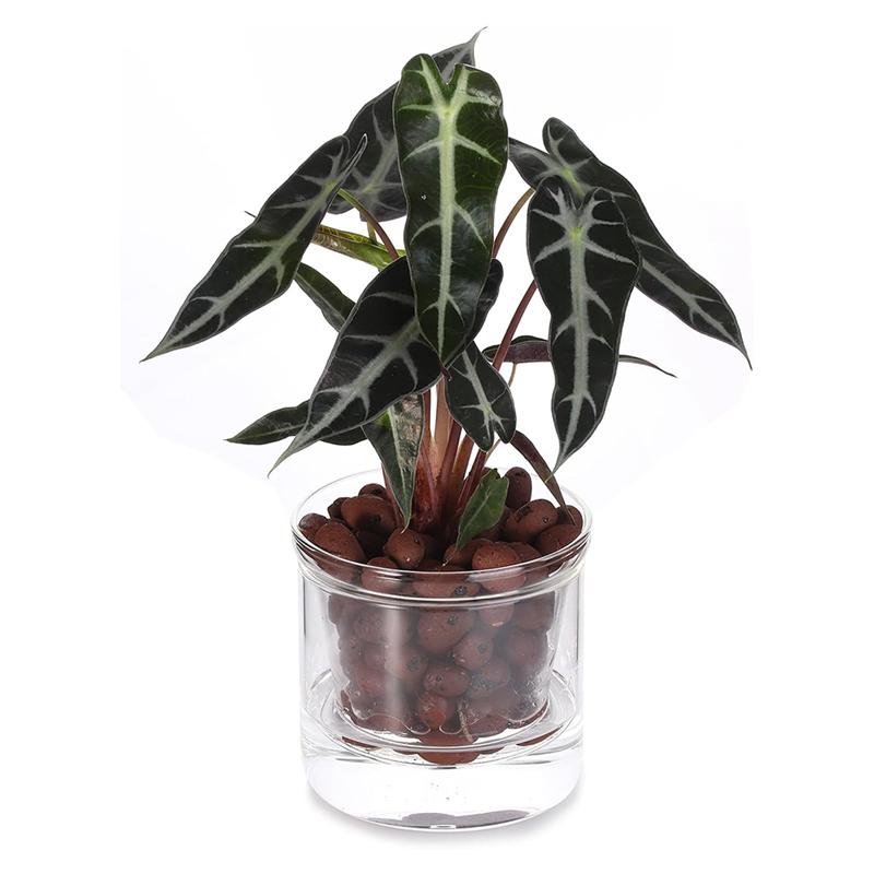 4 Inch Self Watering Pot,African Violet Pot,Bottom Watering Glass Planter For Indoor Plants And Progagation