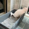 Extra Large Jumbo Cat Litter Box for Giants - Fully Open for Maine Coons