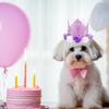 DIY Crafts Supplies For Birthday Party Decorations Kids Birthday Birthday Hat Dog Birthday Baby