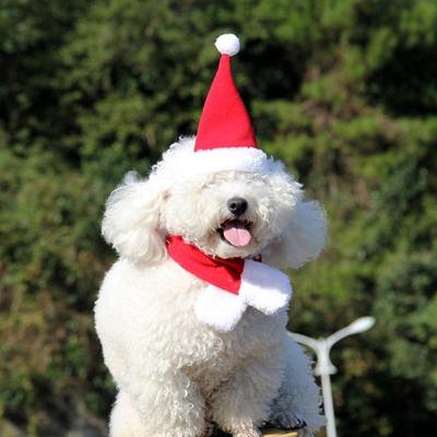 Katze Roter Hut mit Schal Welpenhund Mode Roter Hut Mütze