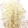 Preserved Eryngium Blue Planet Glass Dome DIY Wedding Flowers